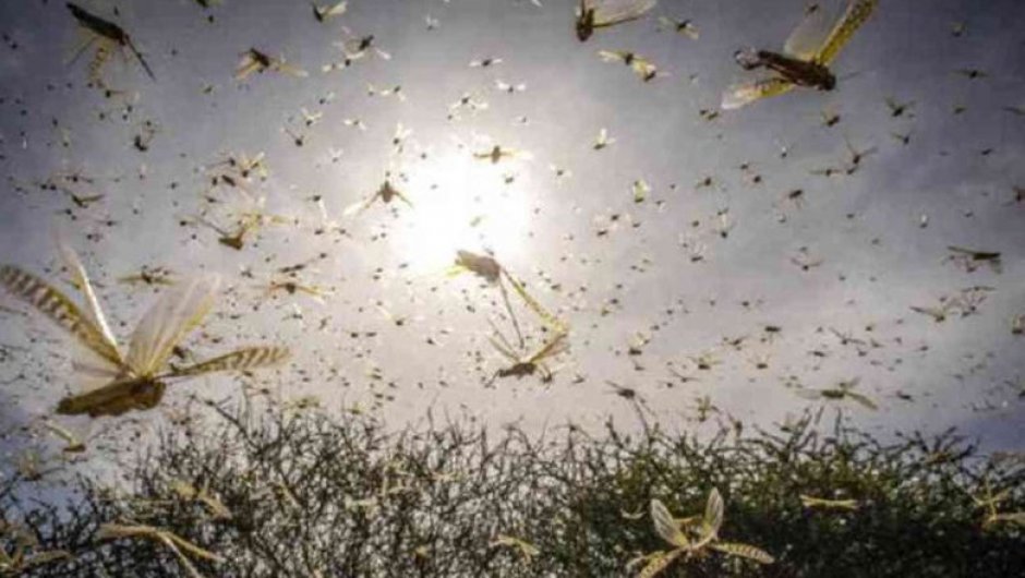 En Brasil declaran alerta sanitaria por nube de langostas Diarios en Red