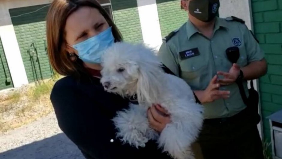 Carabineros de San Bernardo lograron recuperarlo. 