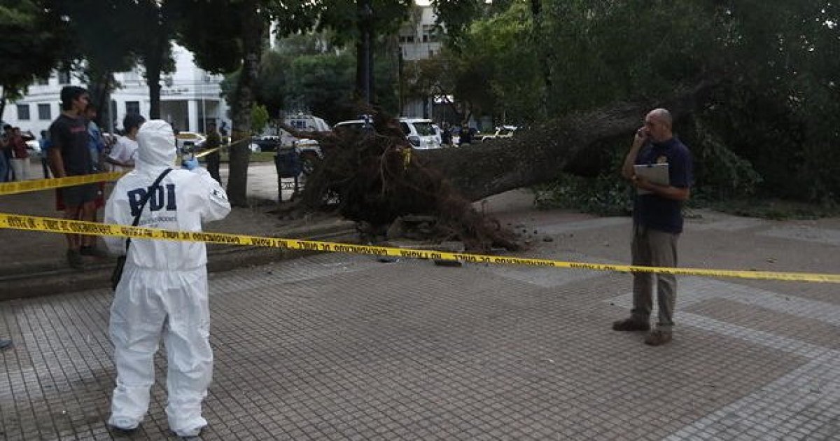 Familia de menor que murió por la caída de un árbol demandó a la ...