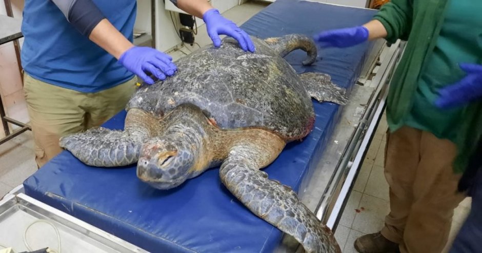 La tortuga marina es una especie en peligro de extinción (Foto: Sernapesca)